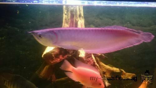 Arowana Fishes For Sale