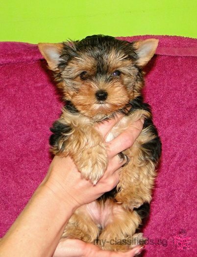 Two Fantastic Yorkie Puppies Available