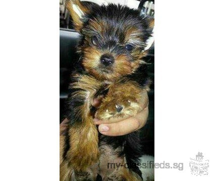 Teacup Yorkie pupies for sale