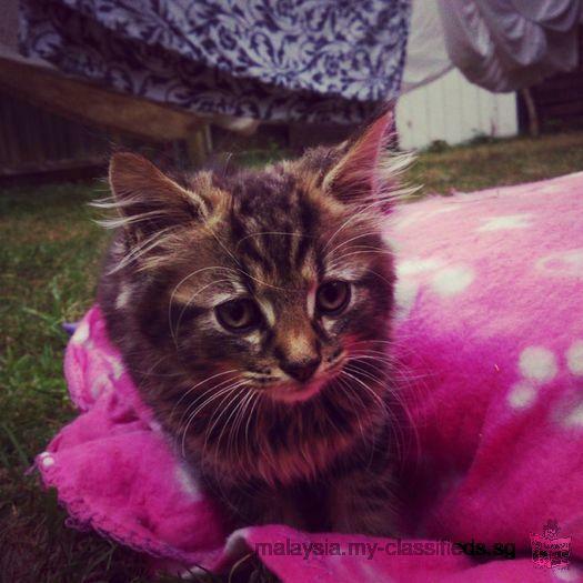 Stunning 12 Weeks Old Maine Coon Kitty