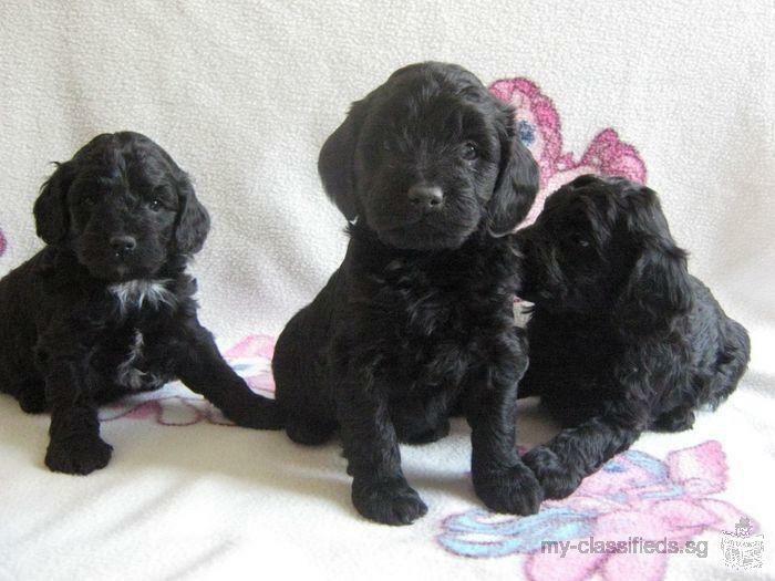 Cockerpoo Puppies