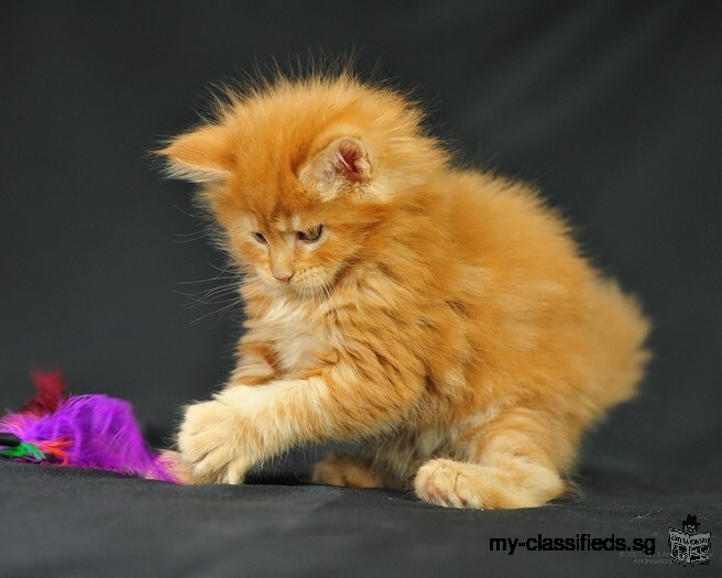 Available Maine Coon Kittens