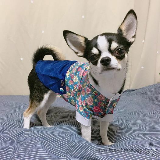 cute chihuahua for good homes