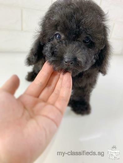 Skc Pedigree chocolate Silver poodle