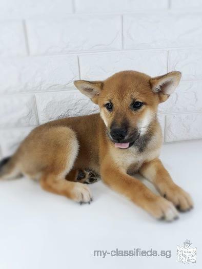 Skc Pedigree Shiba Inu Puppy