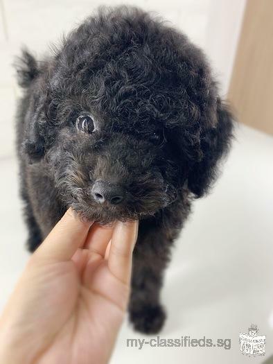 Silver Poodle Puppy Boy