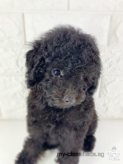 Silver Poodle Puppy Boy