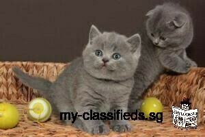 British Shorthair Kittens