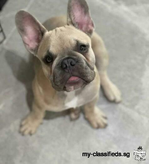 vaccinated healthy and AVS registered french bulldog puppies available