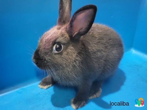 Netherland Dwarf Black Male