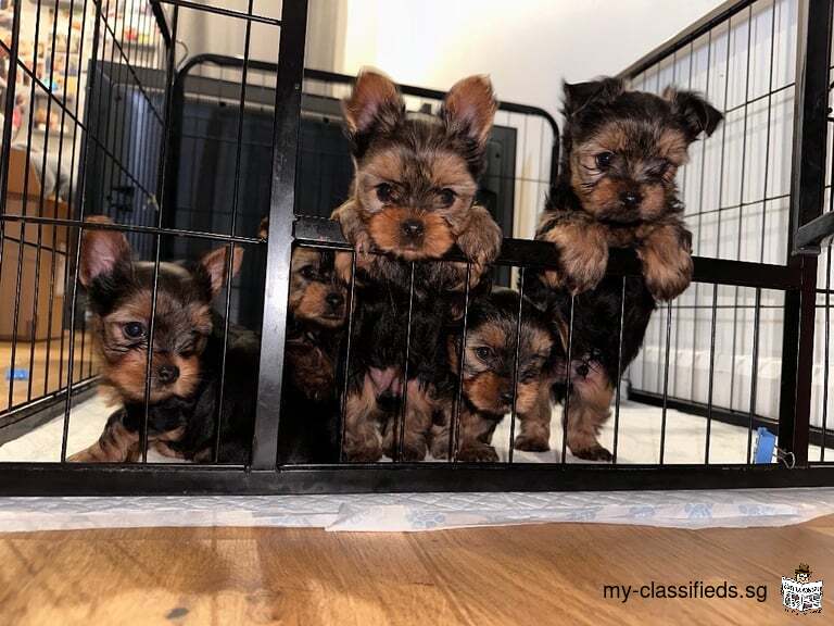 Yorkshire terrier puppies