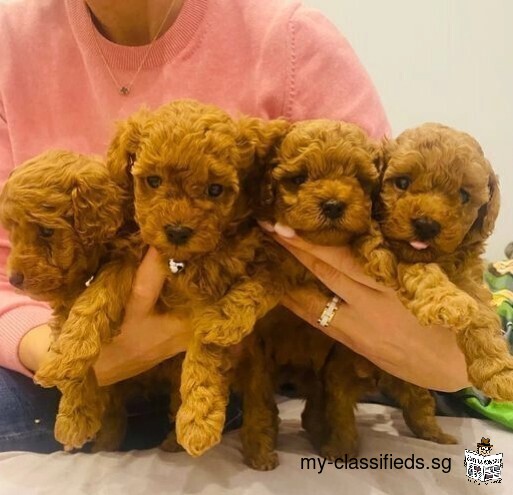 Toy poodle girl