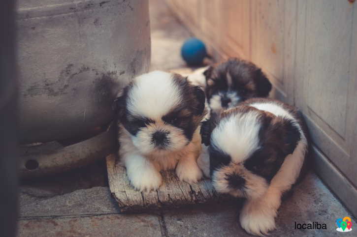 Beautiful Shih Tzu babies