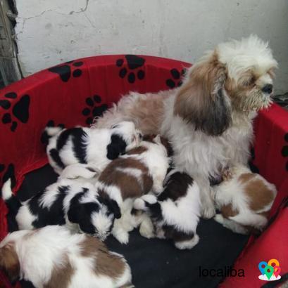 Beautiful Shih Tzu babies