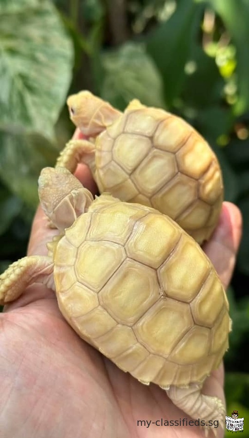 Sulcata tortoise for sale