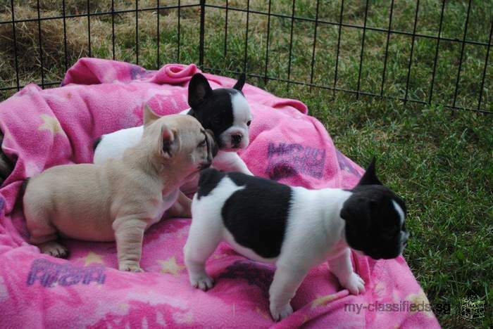 French bulldog puppies