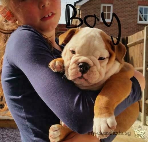 Quality English Bulldog For Sale