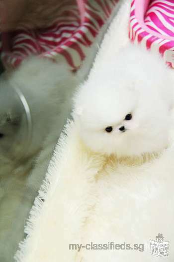 Gorgeous white teacup pom!