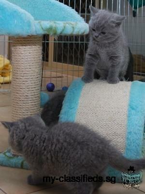 Pedigree British Shorthair Kitten Ready