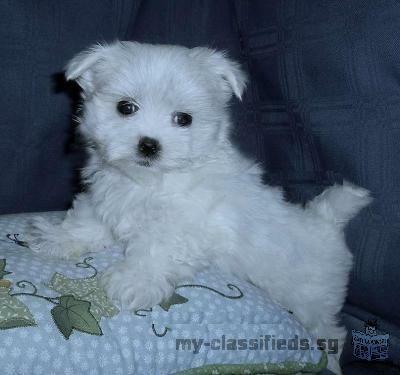 beautiful maltese puppies