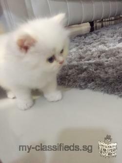 Persian kitten