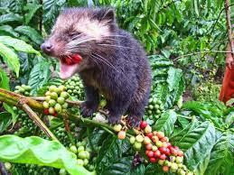 Kopi luwak