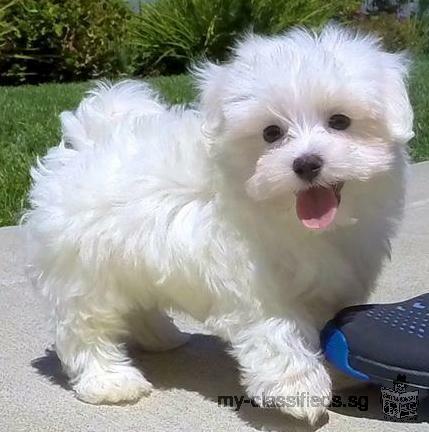 sweet maltese puppies for free adoption