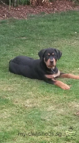 Healthy Rottweiller puppies