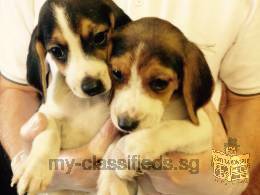 beagle ready new home