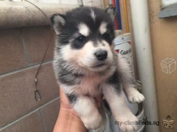 siberian husky puppies