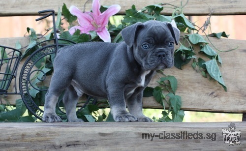 Akc registered French Bulldog puppies