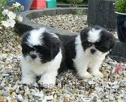 Shih Tzu puppies for sale