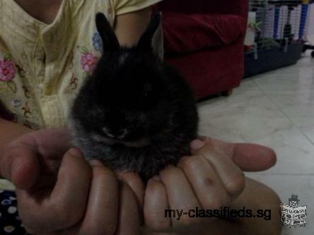 4 weeks netherland dwarf babies 180