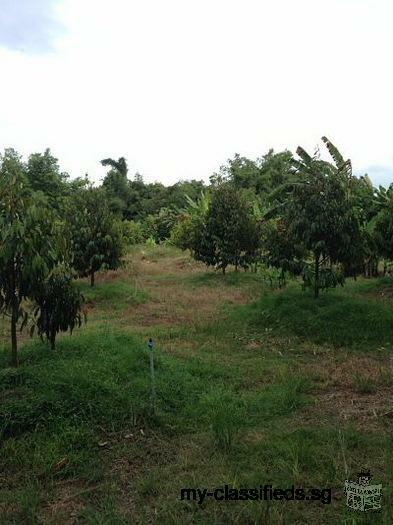 Sale Nice Land with smaller House with Durian Farm among nature closed long river Chantaburi