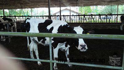 Sale Farm Fruits and Cow milk surrounded River very Natural very greenery