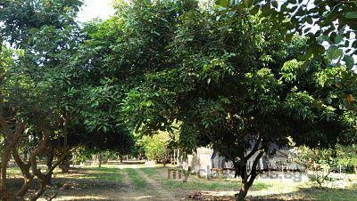 Sale Farm Fruits and Cow milk surrounded River very Natural very greenery