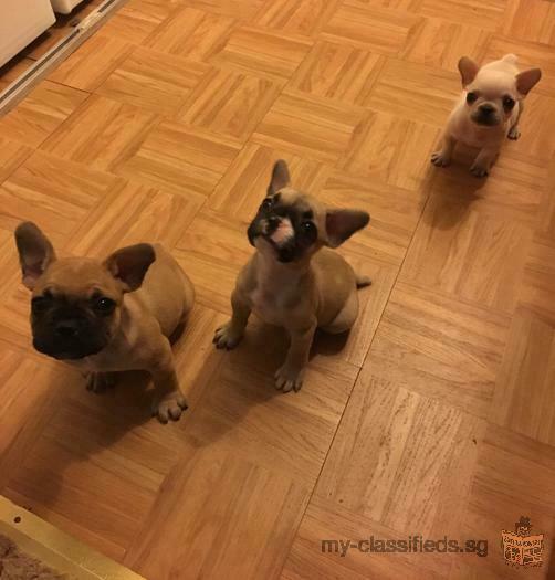 AKC Cream French bulldog puppies