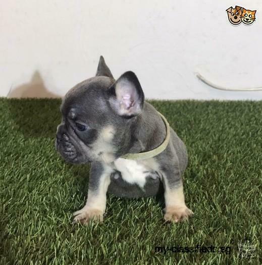 AKC Beautiful french bulldogs pups