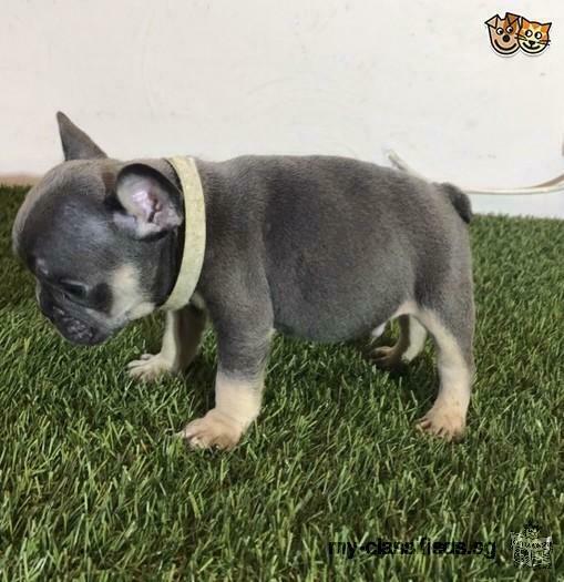 AKC Beautiful french bulldogs pups