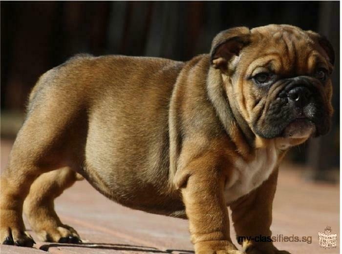 AKC Beautiful English bulldogs pups 1 male and 1 female