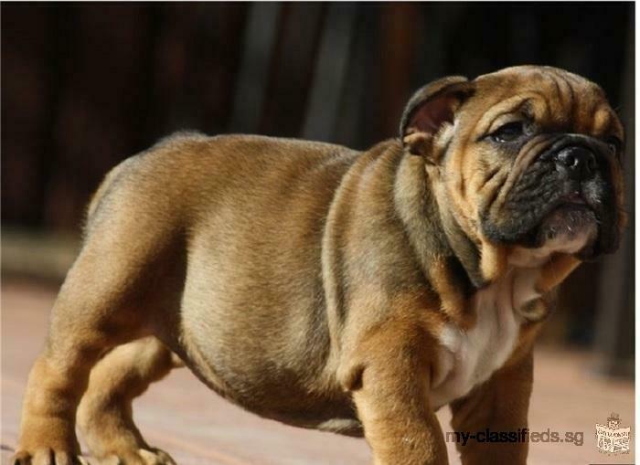 AKC Beautiful English bulldogs pups 1 male and 1 female