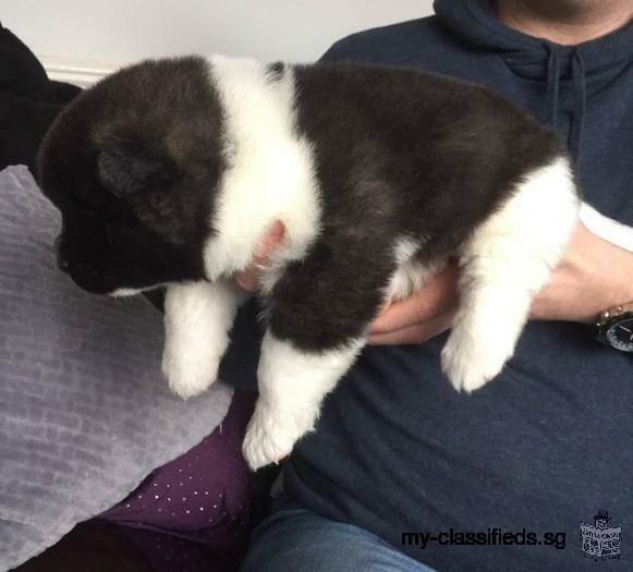 AKC Gorgeous American Akita Puppies