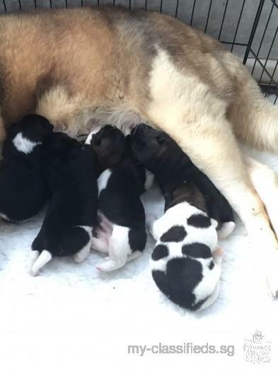 AKC Gorgeous American Akita Puppies