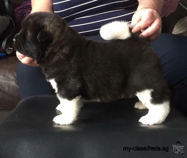 AKC Gorgeous American Akita Puppies