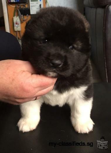 AKC Gorgeous American Akita Puppies