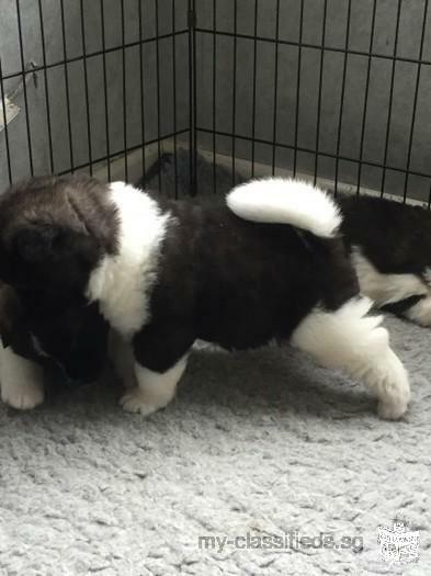 AKC Gorgeous American Akita Puppies