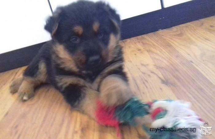 AKC German Shepherd pups