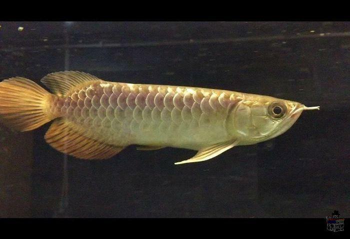 I have a stunning Asian Arowana for sale.