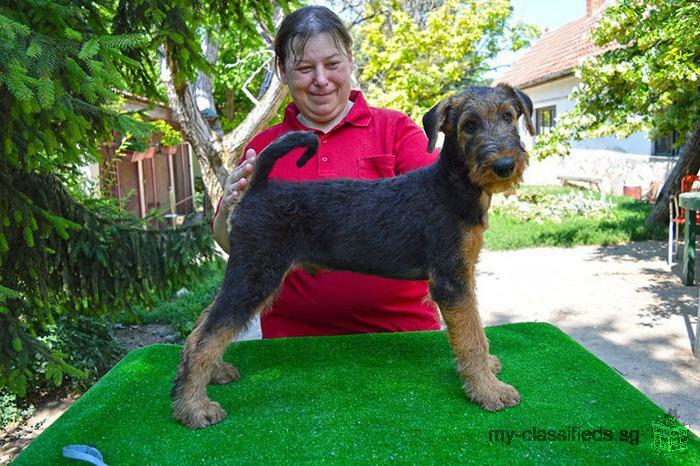 Airedale terrier puppies for sale