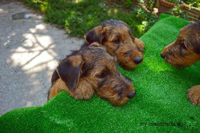 Airedale terrier puppies for sale